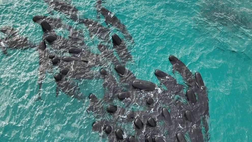 Unas 51 ballenas varadas en una playa de Australia y murieron al no poder ser rescatadas.(Imagen EFE).