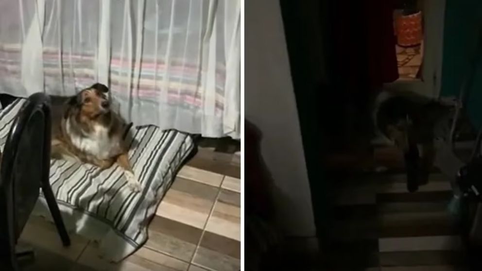 Le pidió ayuda a su perra mientras limpiaba su casa y su reacción se hizo viral (Imagen captura vídeo).
