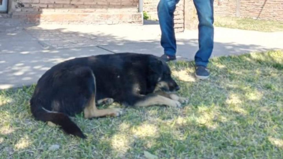 Negro tenía 10 años y murió desangrado en la calle, pero no hay testigos.