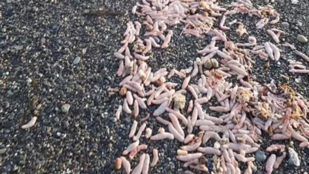 Conmoci�n en las playas de R�o Grande por la aparici�n de los peces pene (Twitter).