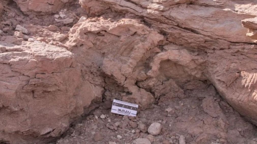 El hallazgo de los restos del dinosaurio fue realizado en la zona llamada La Buitrera (AnRoca).