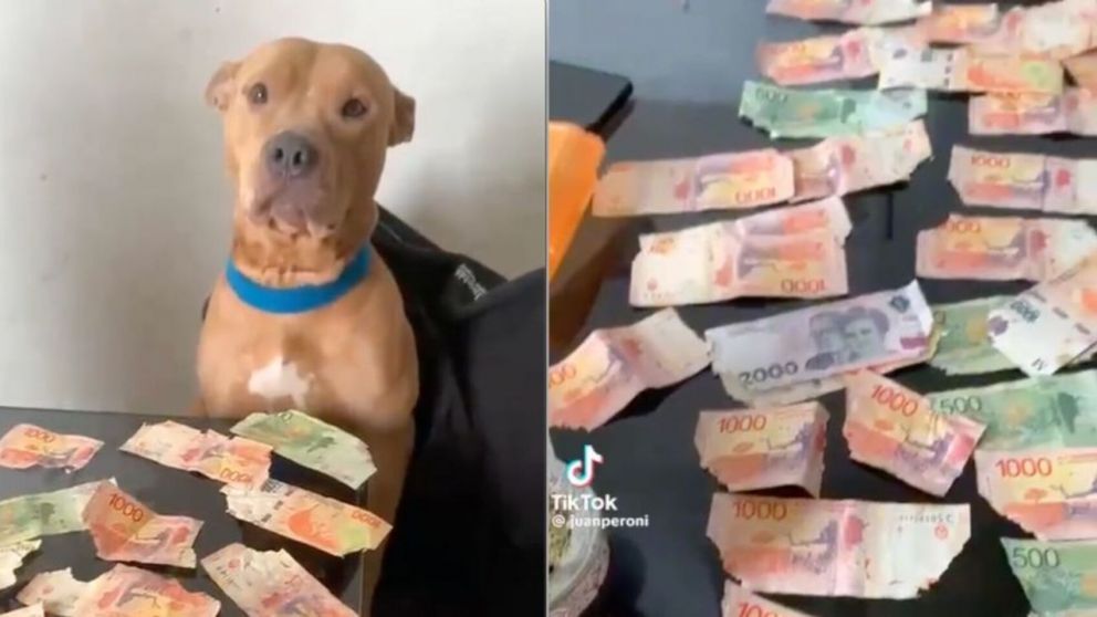 Un hombre dejó a su perro solo en su casa y al regresar encontró una sorpresa que se hizo viral (Imagen captura vídeo).