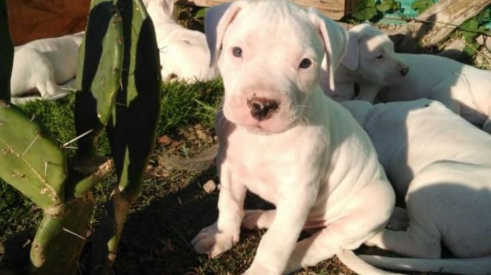 Una familia llora la perdida de su mascota, acribillado por un vecino.
