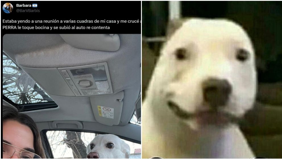 Se encontró a su perra en el lugar menos pensado y la tuvo que pasar a buscar.