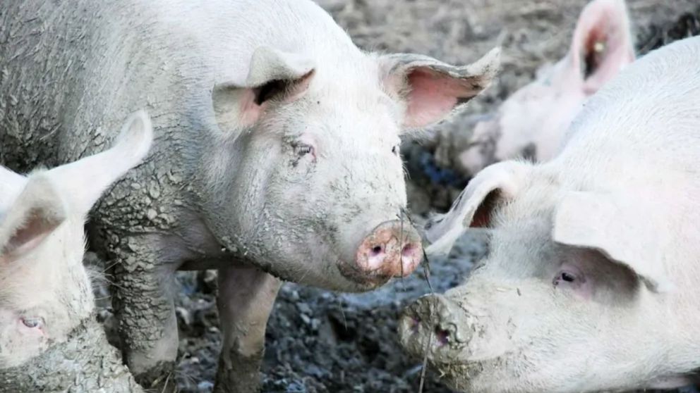 Le robaron siete chanchos a humilde productor de 80 años.