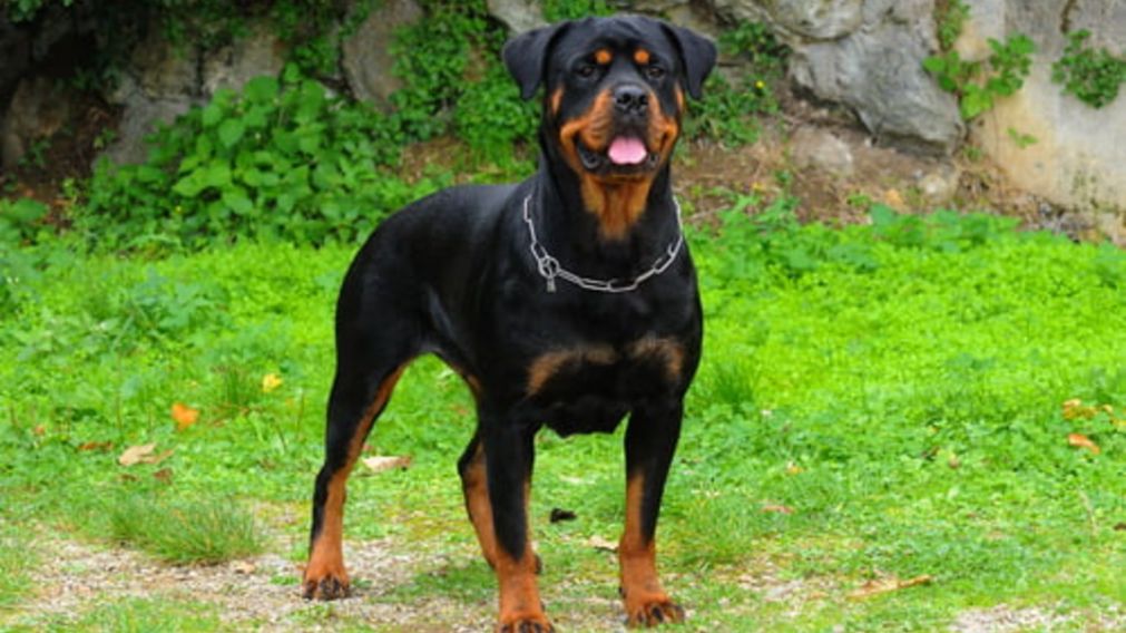 Un perro Rottweiler fue asesinado por su dueño.