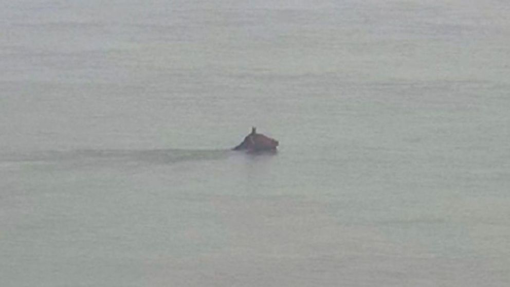 El operativo de rescate del caballo quedó captado por una cámara.