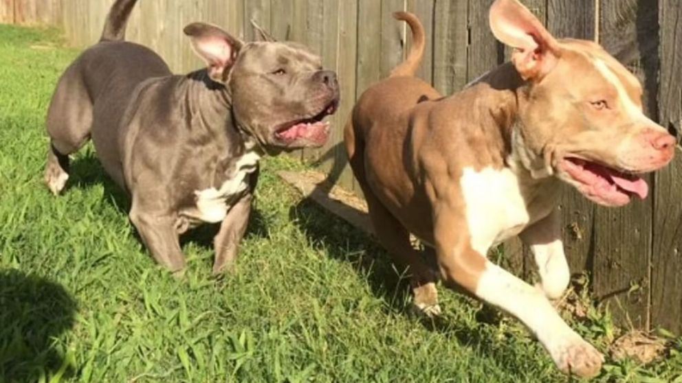 Dos perros pitbulls atacaron a una mujer en un plaza.
