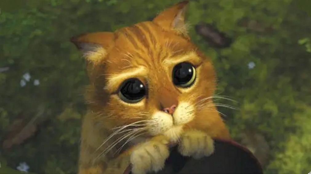 El gato manipulador que amenazó a su dueño con matarse si no le daba algo rico de comer