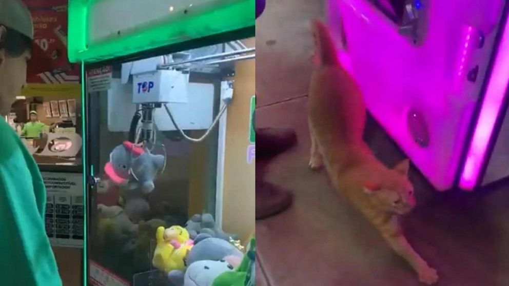 Sacó un peluche de la máquina y salió un gatito, el video que se hizo viral en Twitter
