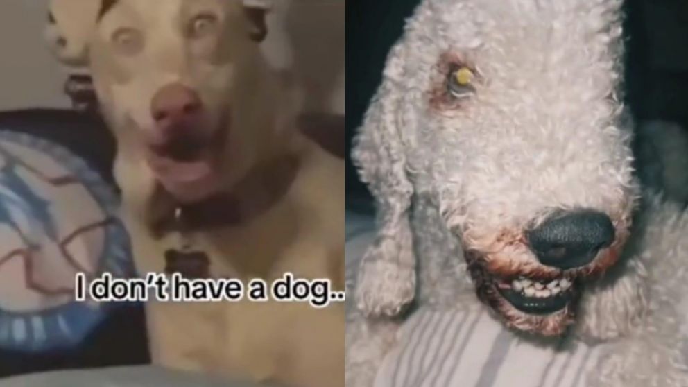 Una teoría viral en TikTok que afirma que los perros son reemplazados por seres sobrenaturales causa terror.