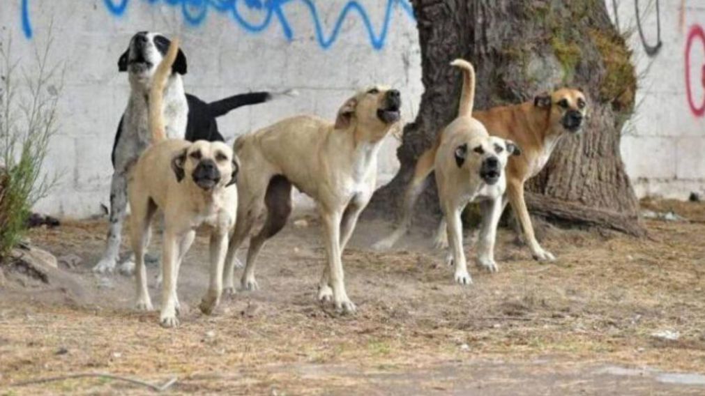 Tiene 9 años y 16 perros lo atacaron: sobrevivió de milagro.