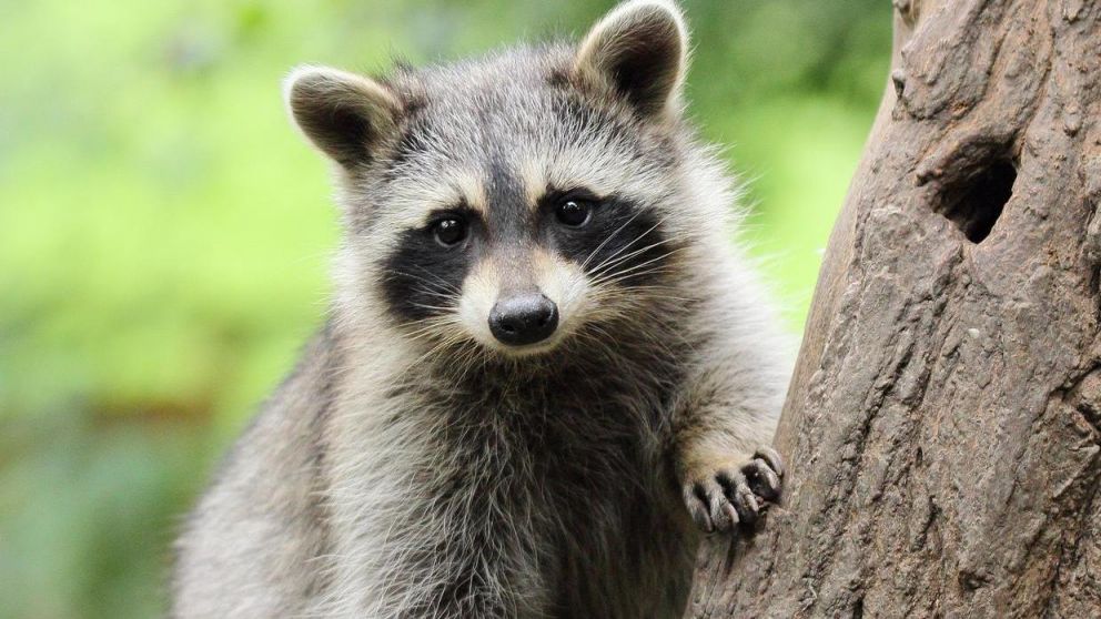 Un mapache logró una interesante imagen de un presunto ovni (Imagen ilustrativa)