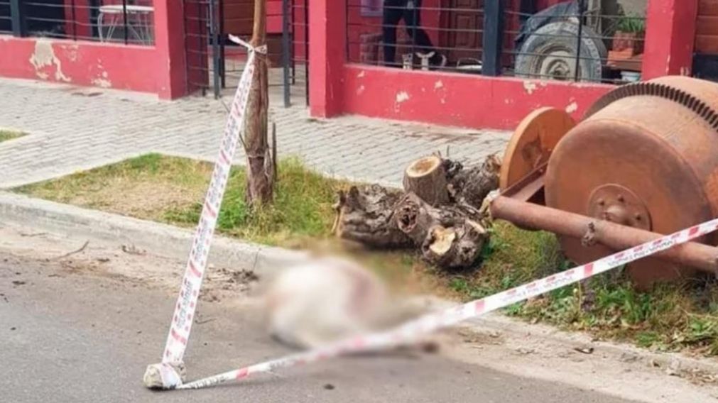 Conmoci�n en C�rdoba por la muerte de una joven que fue atacada por dos dogos.