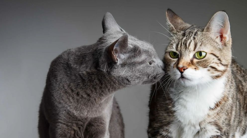 Cuál es la verdadera razón por la que los gatos amasan.