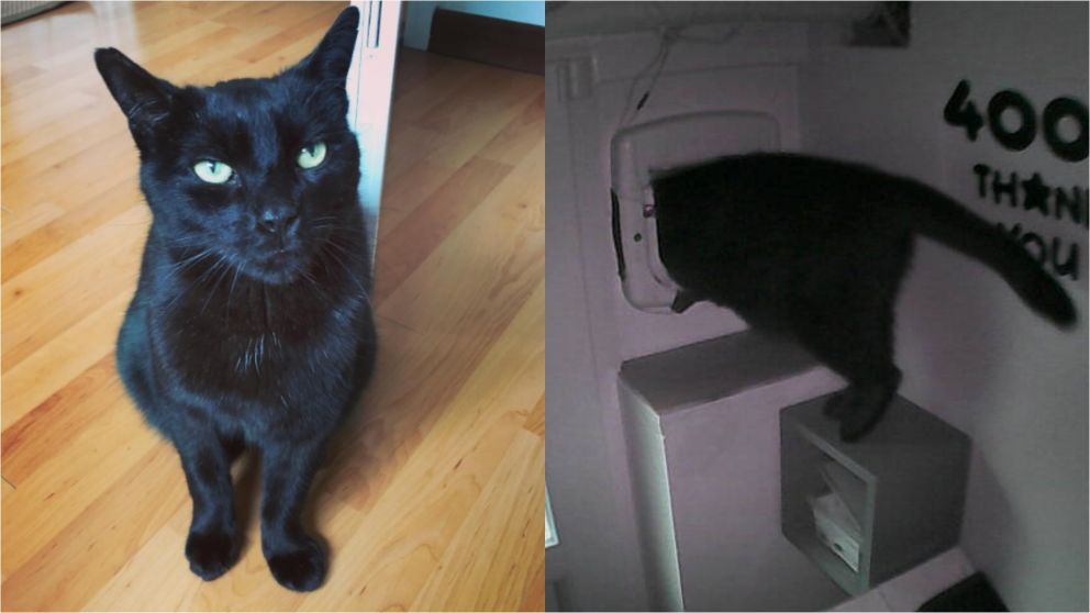 Quién es el gato Pepito, el “señor de la noche” que cautivó a Twitter con sus salidas