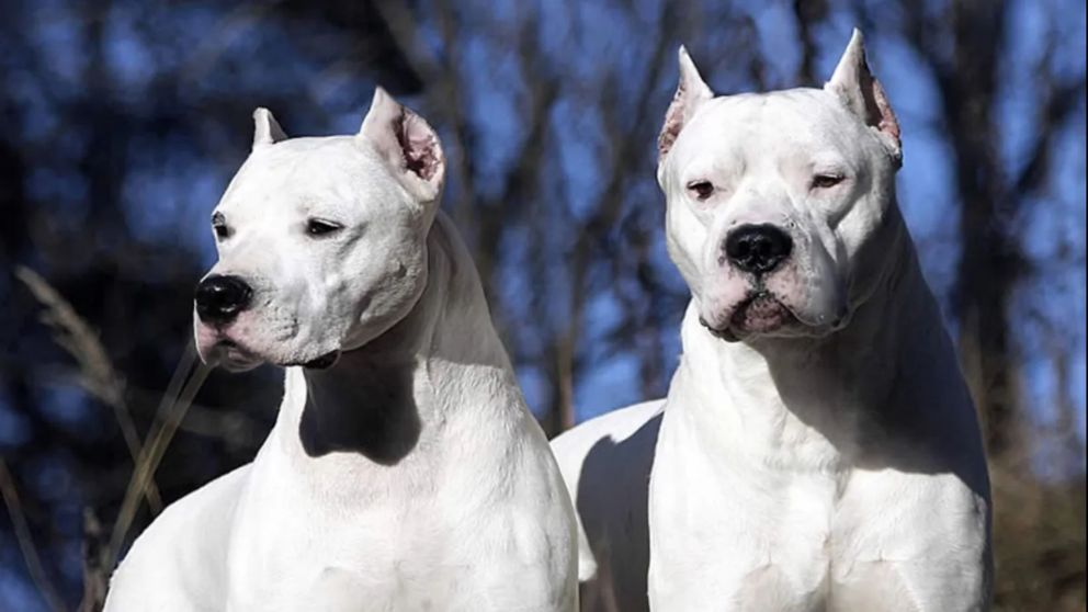 Dogos argentinos es la raza de los perros involucrados en el ataque (Imagen ilustrativa).