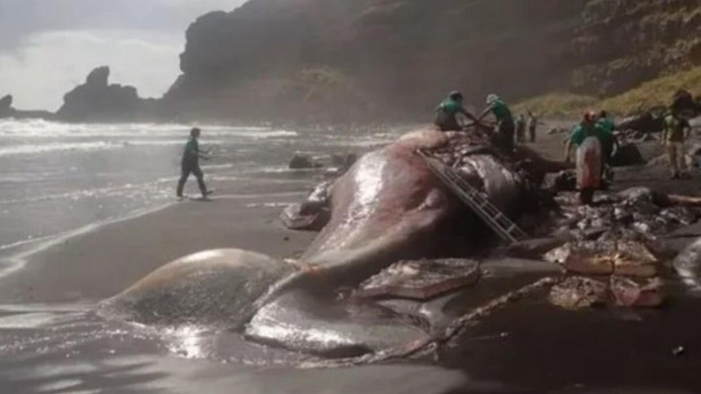 La ballena fue hallada muerta en las costas de España (Universidad de Las Palmas).