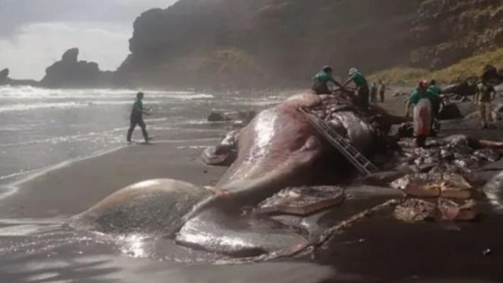 La ballena fue hallada muerta en las costas de España (Universidad de Las Palmas).