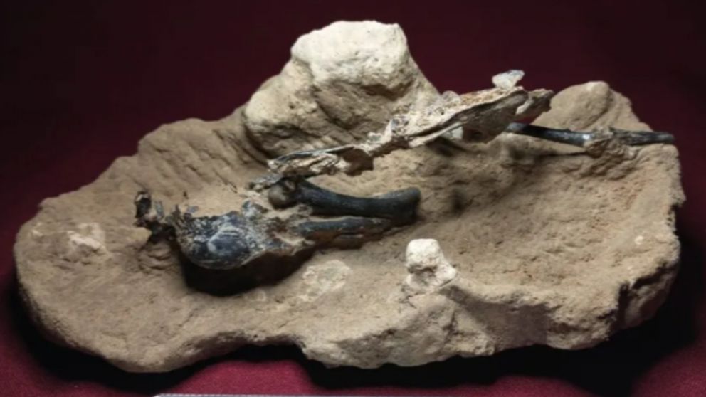 El ejemplar mide 16 cent�metros de largo por 4 cent�metros de ancho.