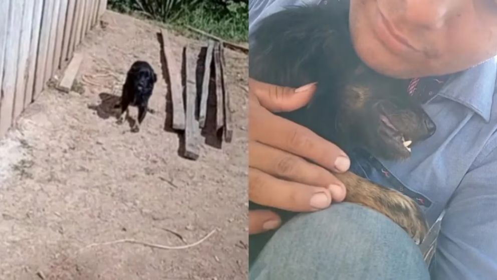 Le robaron a su perro, se reencontraron después de un año y su emotiva reacción se volvió viral (Imagen captura vídeo).