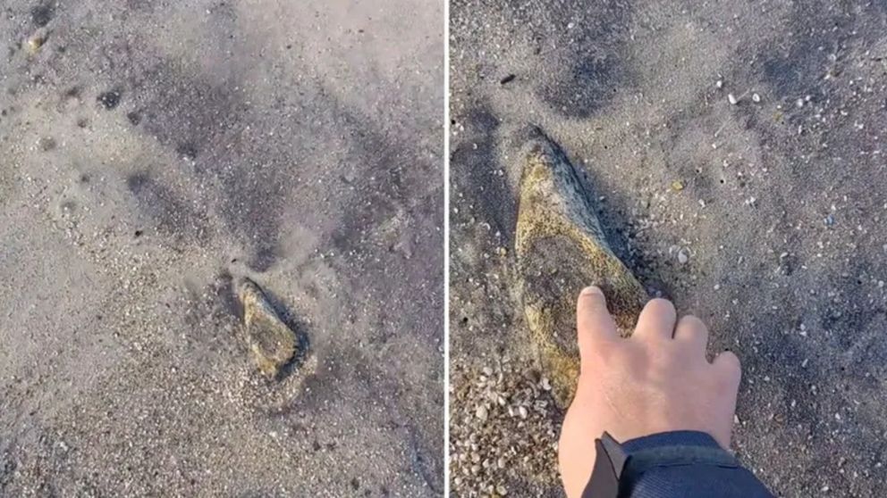 Un joven encontró algo extraño en una playa y al desenterrarlo se llevó una gran sorpresa (Imagen captura vídeo).