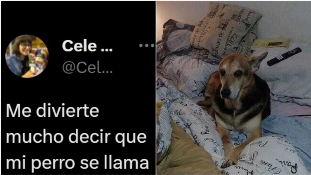 Una joven reveló las divertidas secuencias que vive con su perro.