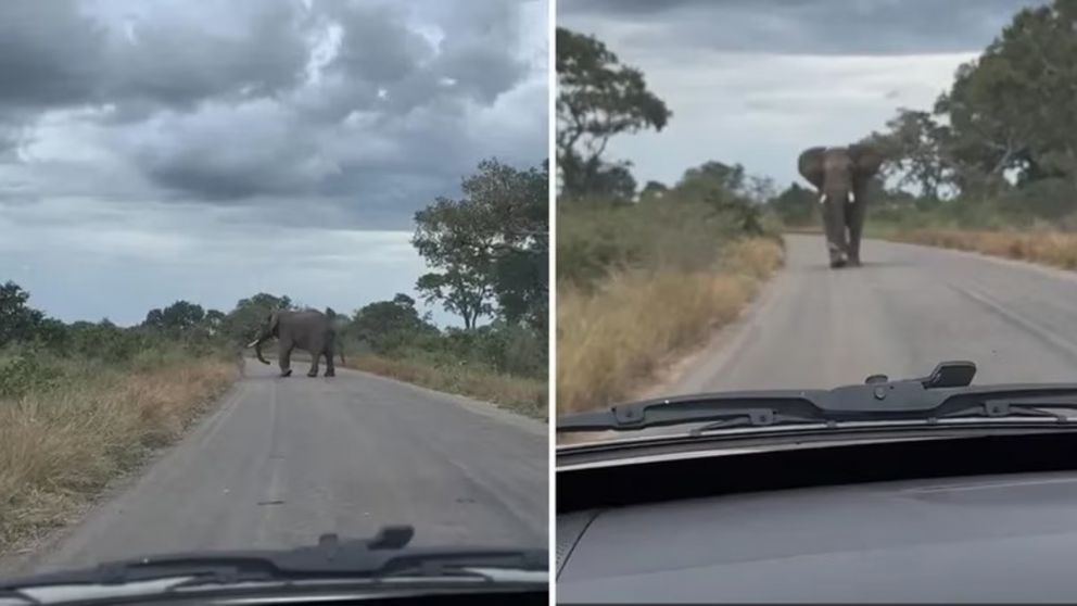 Una familia vivió un momento de terror al ser perseguidos por un elefante en un safari (Imagen captura vídeo).