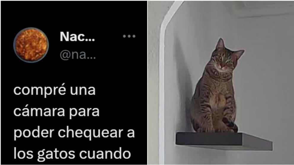 El detalle que descubrió un joven sobre sus gatos y la cámara de seguridad de su casa.