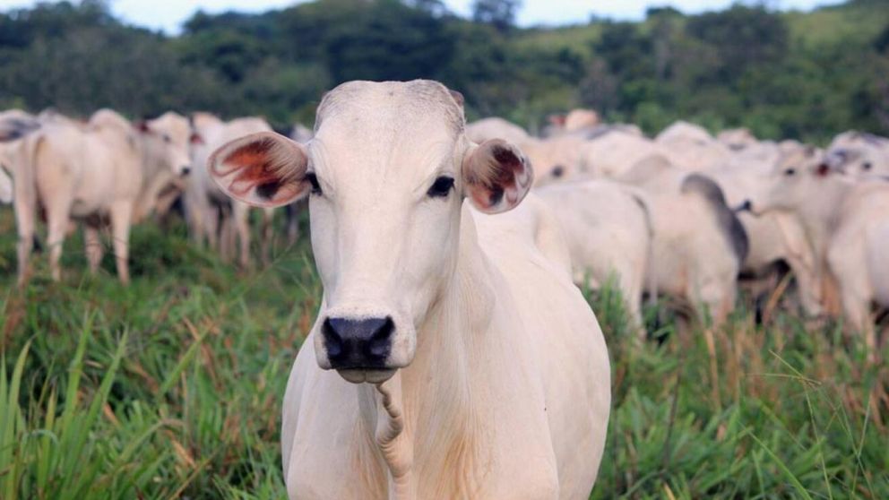 Miles de vacas murieron por el frío en Brasil (Imagen ilustrativa).