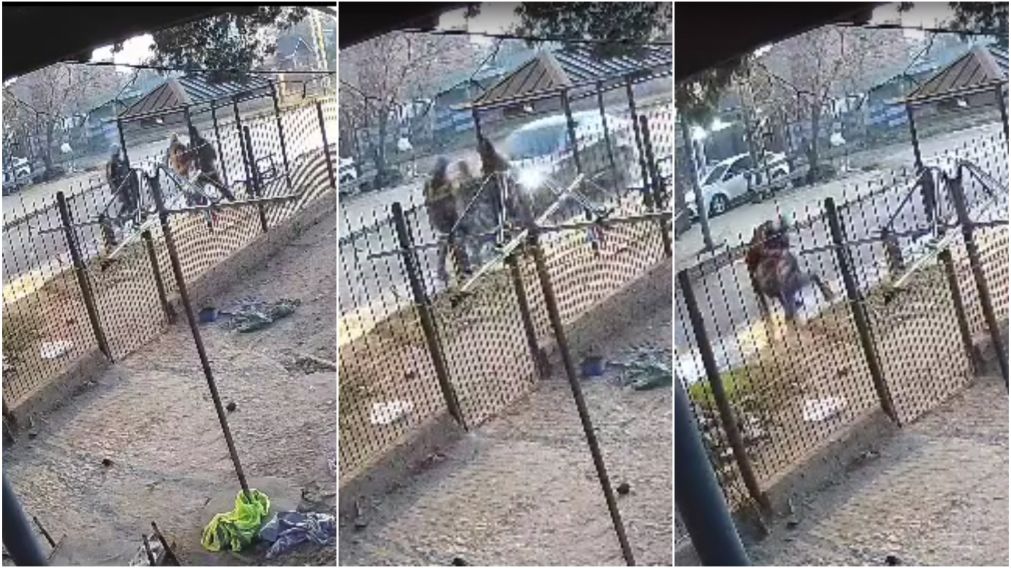 Los autores del hecho atacaron a golpes a sus víctimas.