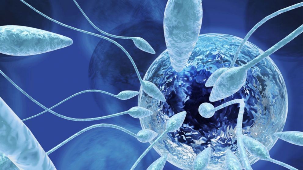 Este nuevo método facilita que el espermatozoide adquiera capacidad de movimiento.