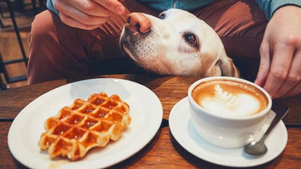Criticó con una dura reseña a una cafetería que permite entrar a perros y la respuesta del lugar provocó grieta en Twitter (Imagen ilustrativa).