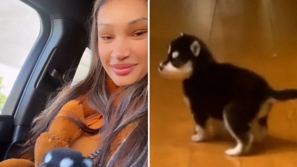 Una mujer compró un perrito de una raza "dudosa" y cuando creció descubrió algo inesperado (Imagen captura vídeo).