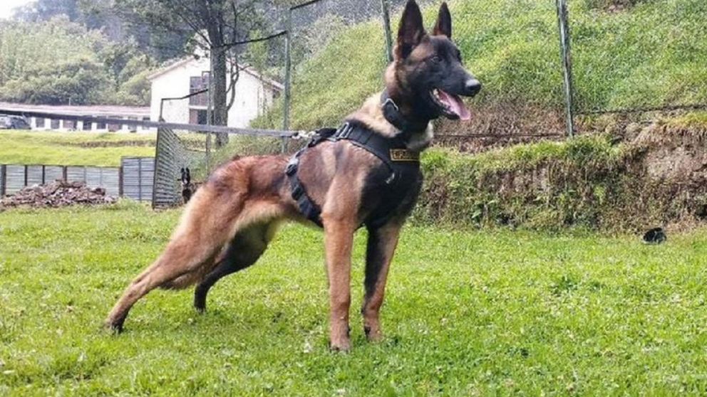 Wilson fue clave en el hallazgo de los hermanos perdidos en la selva de Colombia y ahora se encuentra extraviado.