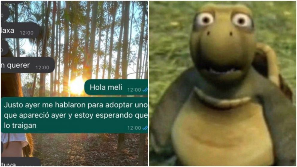 Una chica quiso adoptar un perrito pero recibió una serie de respuestas que la dejaron descolocada.