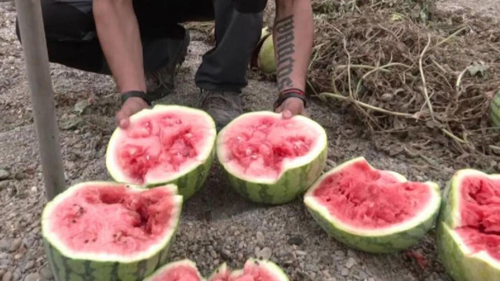 El trabajador debió regalar su producción de sandías.