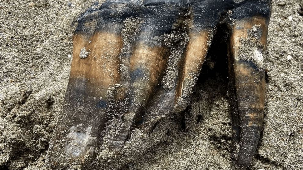 Un impresionante fósil fue encontrado en una playa de California.