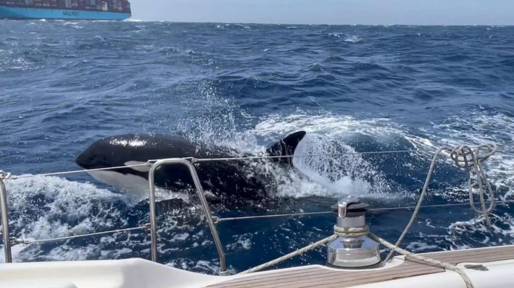 El último ataque de la orca Gladis tuvo lugar a comienzos de mayo (Twitter).