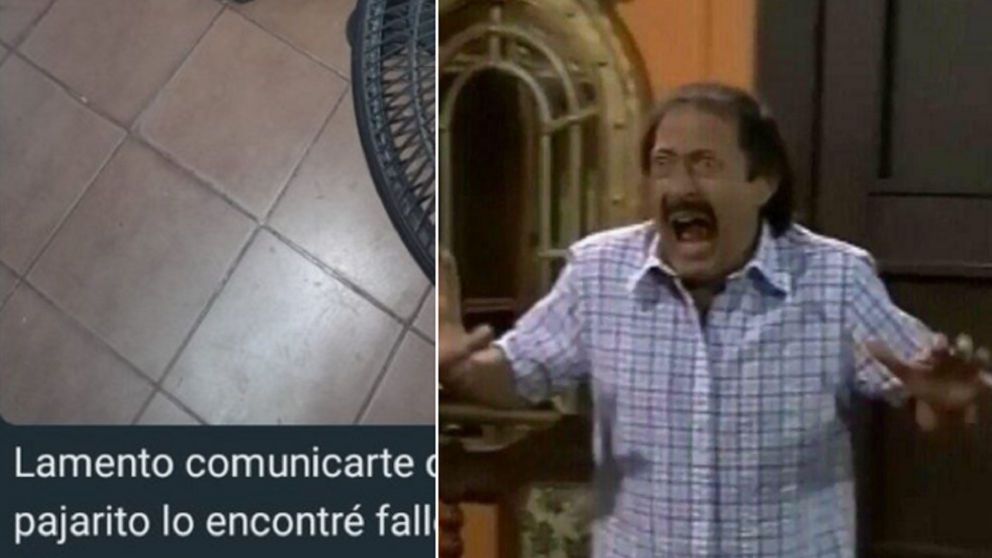 Le avisaron de la peor manera que su mascota falleció.