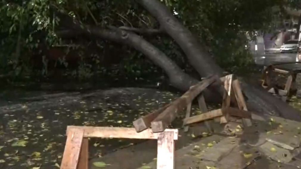 Así quedó el auto aplastado por un árbol en la calle Paraguay al 4000 (Crónica HD).