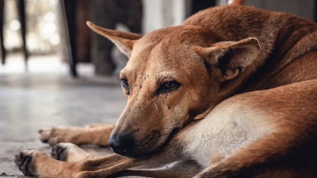 El perro agonizó y murió minutos después del ataque.