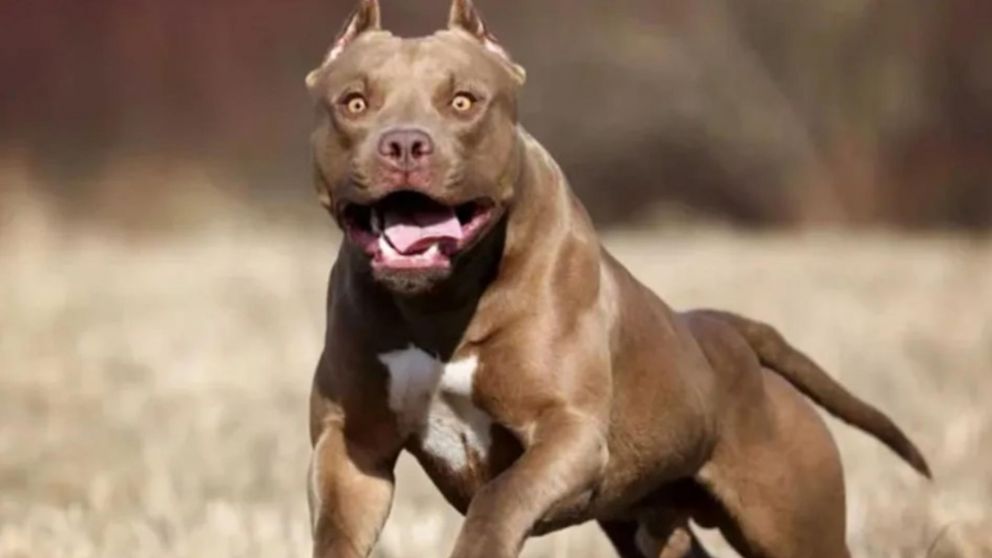 Un perro de raza Pitbull atac� a una mujer y le produjo una herida grave en el brazo.