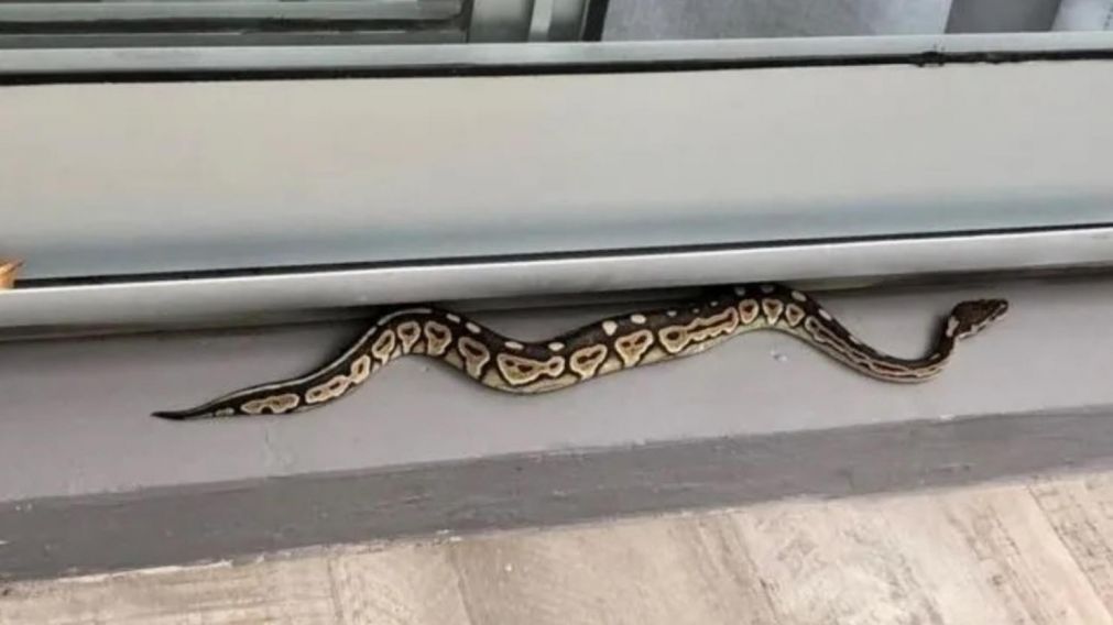 El animal fue encontrado en un departamento del barrio porteño de Palermo.