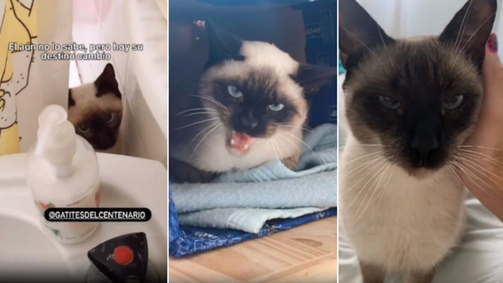 La historia de “Houdi”, el gato “arisco” que se dejó acariciar luego de un año de terapia y “aprendió” a ronronear.