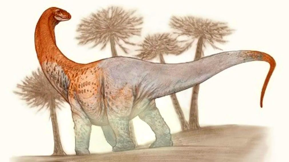 El impactante hueso de un "Chucarosaurus Diripienda".
