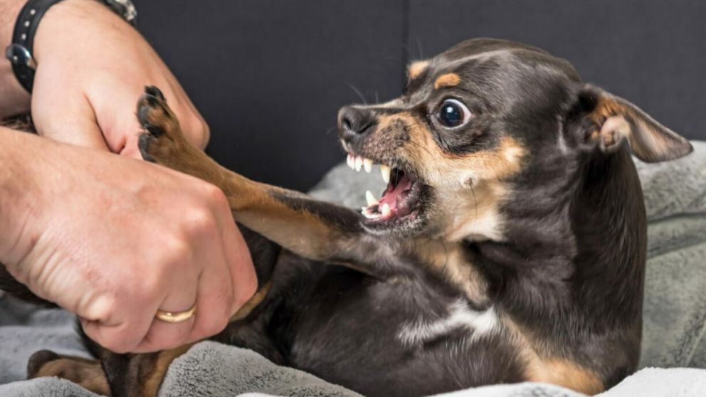 La mordida de un perro tiene su significado (Imagen ilustrativa).