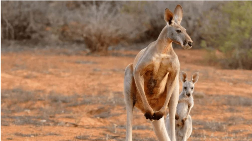 Millones de canguros de Australia podrían morir de hambre si no se controla la explosión de su población.