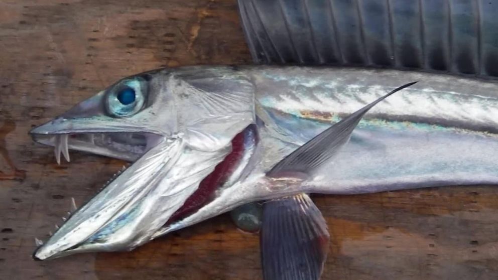 La aparición de "peces caníbales" en las costas del estado de Oregón, Estados Unidos, genera desconcierto.