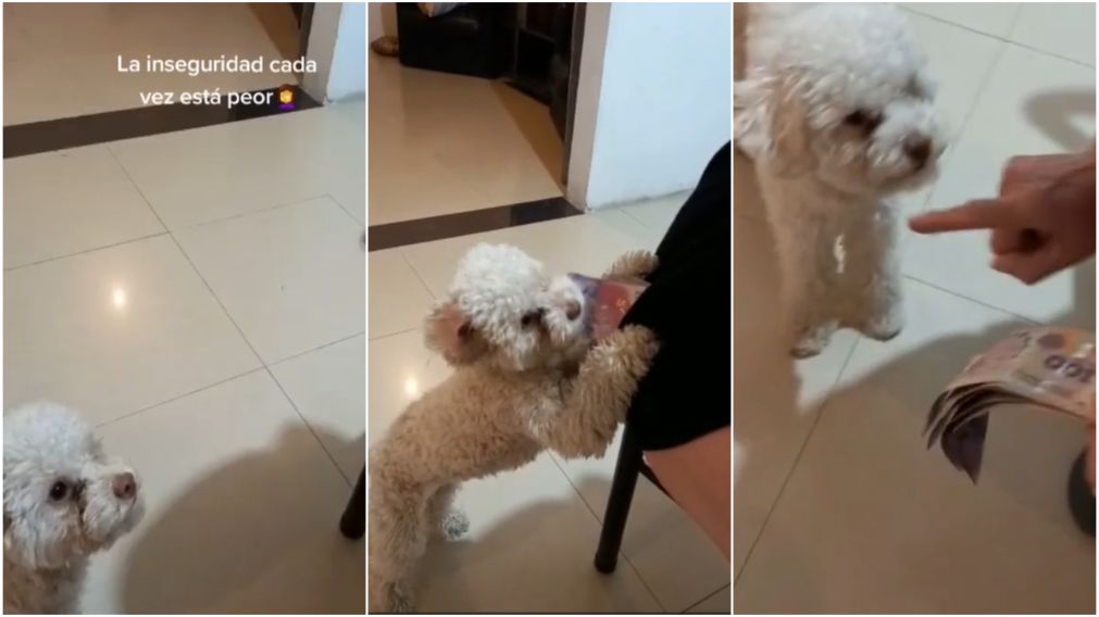 Un perro le roba la plata a su dueña y es furor en TikTok.